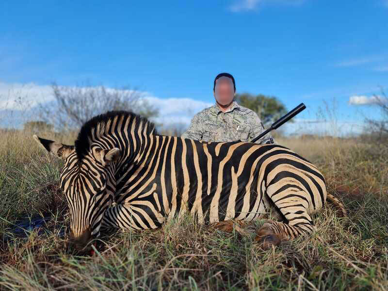 Zebra